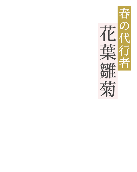 春の代行者 花葉雛菊